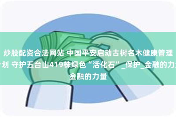 炒股配资合法网站 中国平安启动古树名木健康管理计划 守护五台山419株绿色“活化石”_保护_金融的力量